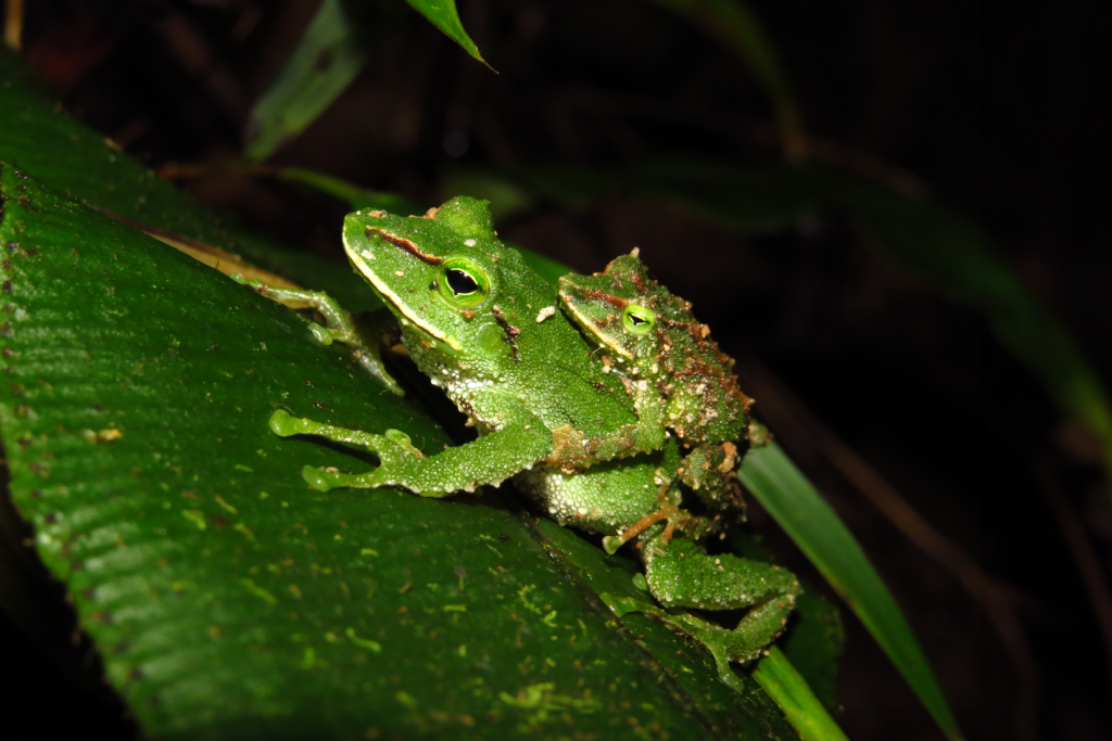 Nuevos anfibios identificados en el Abra de Zamora, Ecuador, por investigadores de la UTPL.